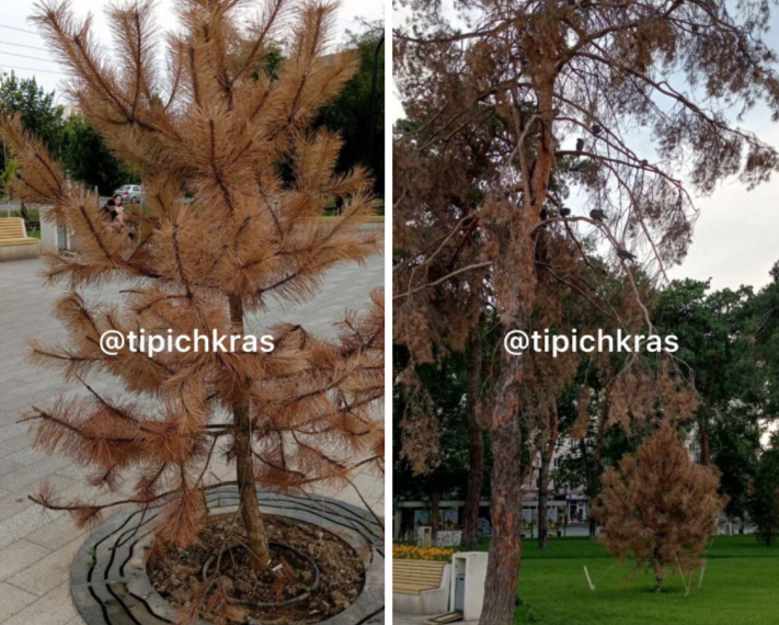 В Краснодаре в сквере Гатова гибнут сосны после реновации