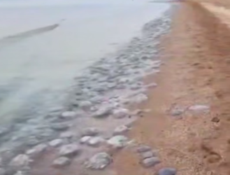 На побережье моря на Кубани появились «кисельные берега» из-за нашествия медуз