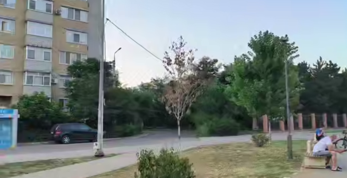 Краснодарцы жалуются на отсутствие ухода за городскими деревьями