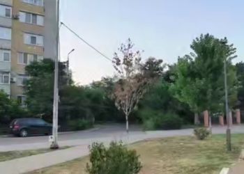 Краснодарцы жалуются на отсутствие ухода за городскими деревьями