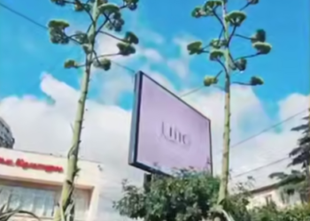 В Сочи произошло редкое явление: две агавы зацвели одновременно