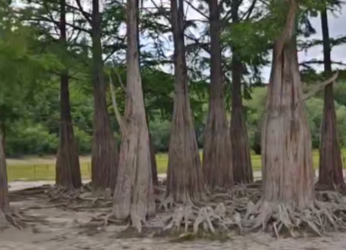 Тайна озера Сукко: куда исчезает вода и почему кипарисы «просят помощи»?