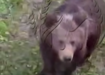 Необычный диалог на трассе под Туапсе: водитель фуры звал медвежонка в Коломну