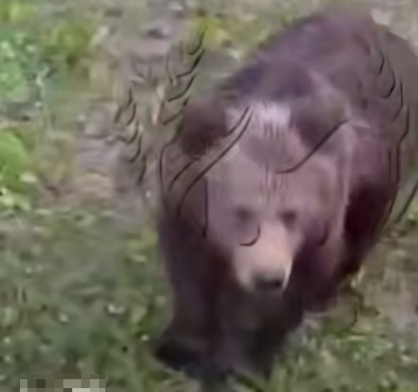 Необычный диалог на трассе под Туапсе: водитель фуры звал медвежонка в Коломну