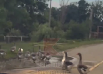 В Краснодаре сняли на видео, как гуси переходят дорогу строго по «зебре»
