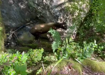 В Сочи туристы нашли истощенного быка в русле реки Ажек