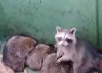 Семью енотов спасли из мусорной ловушки в Джубге