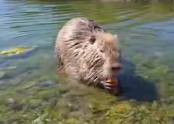 Нутрии на море в Новороссийске: умиление или угроза?