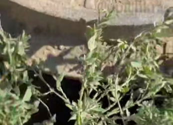 Жительница Краснодара провалилась в люк у остановки