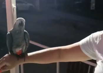 Знаменитый говорящий попугай пропал в Сочи: хозяйка подозревает кражу