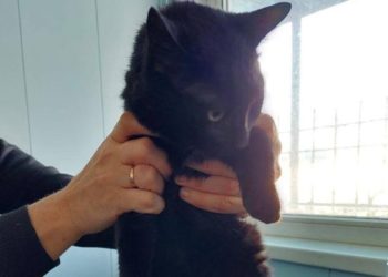 Кот Бурак из Турции нашел семью в Краснодаре после нелегального путешествия