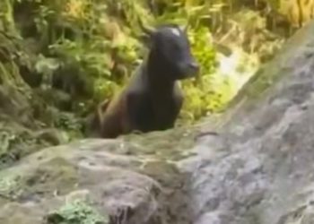 В Сочи бык застрял в расщелине