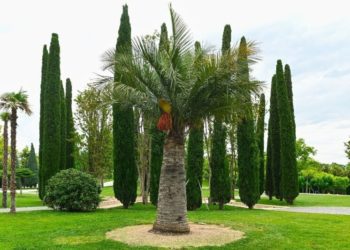 В парке Краснодар зацвела редкая слоновья пальма с яркими оранжево-жёлтыми цветами