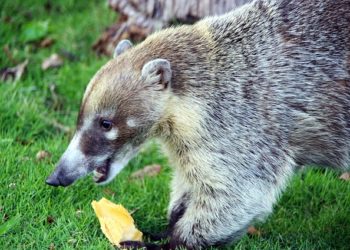 У спасенных из заброшенного сафари-парка носух в Сочи родилась редкая двойня
