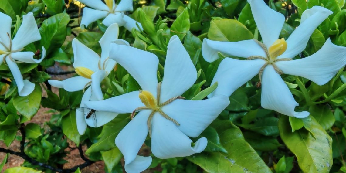 Экзотическое цветение в Сочинском Дендрарии: какие редкие растения можно увидеть