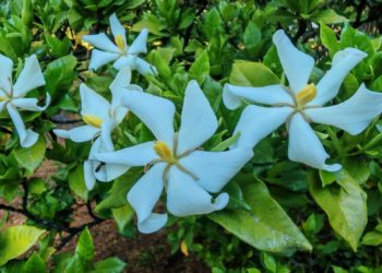 Экзотическое цветение в Сочинском Дендрарии: какие редкие растения можно увидеть