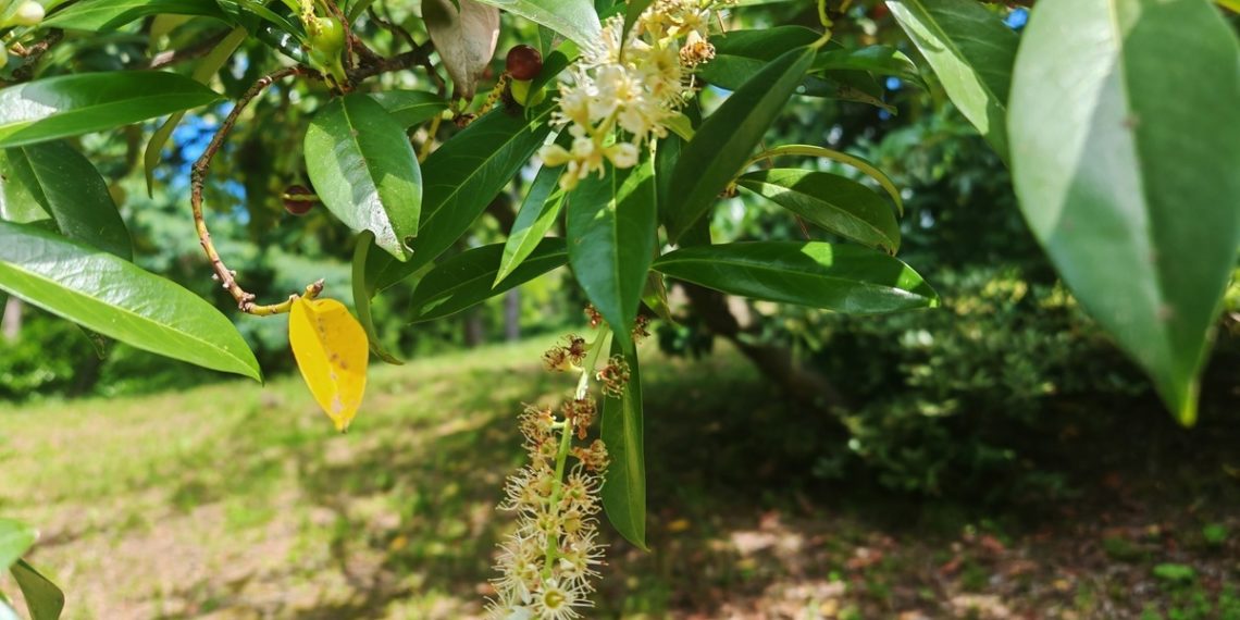 В Сочи лавровишня лекарственная зацвела во второй раз за сезон