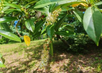 В Сочи лавровишня лекарственная зацвела во второй раз за сезон