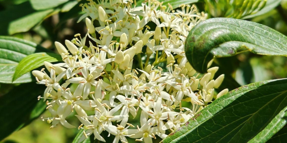 В Сочи зацвело редкое растение — его цветы похожи на россыпь звёзд