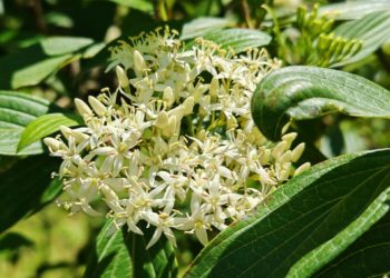 В Сочи зацвело редкое растение — его цветы похожи на россыпь звёзд