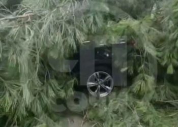 В Сочи огромная сосна рухнула на BMW