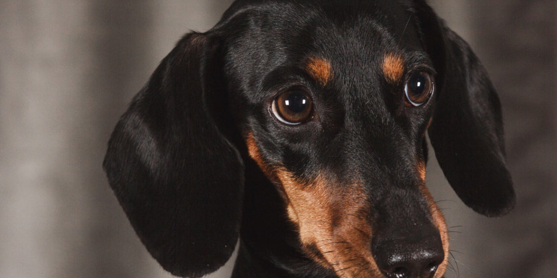 В Краснодаре полиция проверяет информацию о резавшем собак мужчине