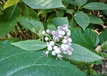 В Сочи нашли растение, продлевающее молодость