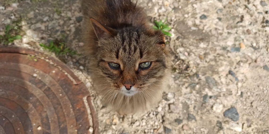 «Сажать пожизненно»: жители Кубани в ярости после обнаружения сожженного кота