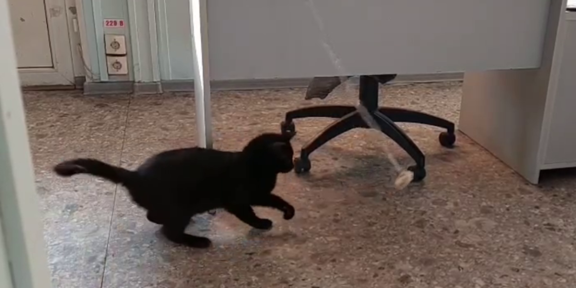 Турецкий кот ищет дом: как сложилась судьба известного путешественника на Кубани