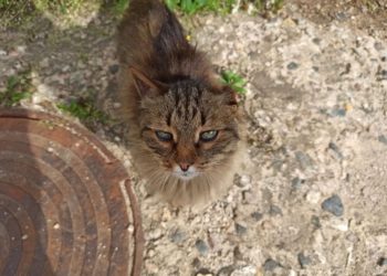 «Сажать пожизненно»: жители Кубани в ярости после обнаружения сожженного кота