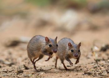 В Краснодаре зафиксированы случаи нападения крыс на людей