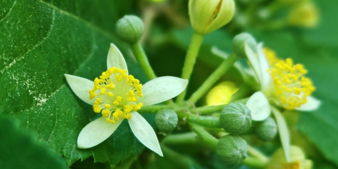 Необычная родственница липы расцвела в сочинском Дендрарии
