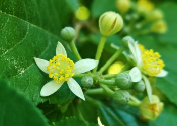 Необычная родственница липы расцвела в сочинском Дендрарии