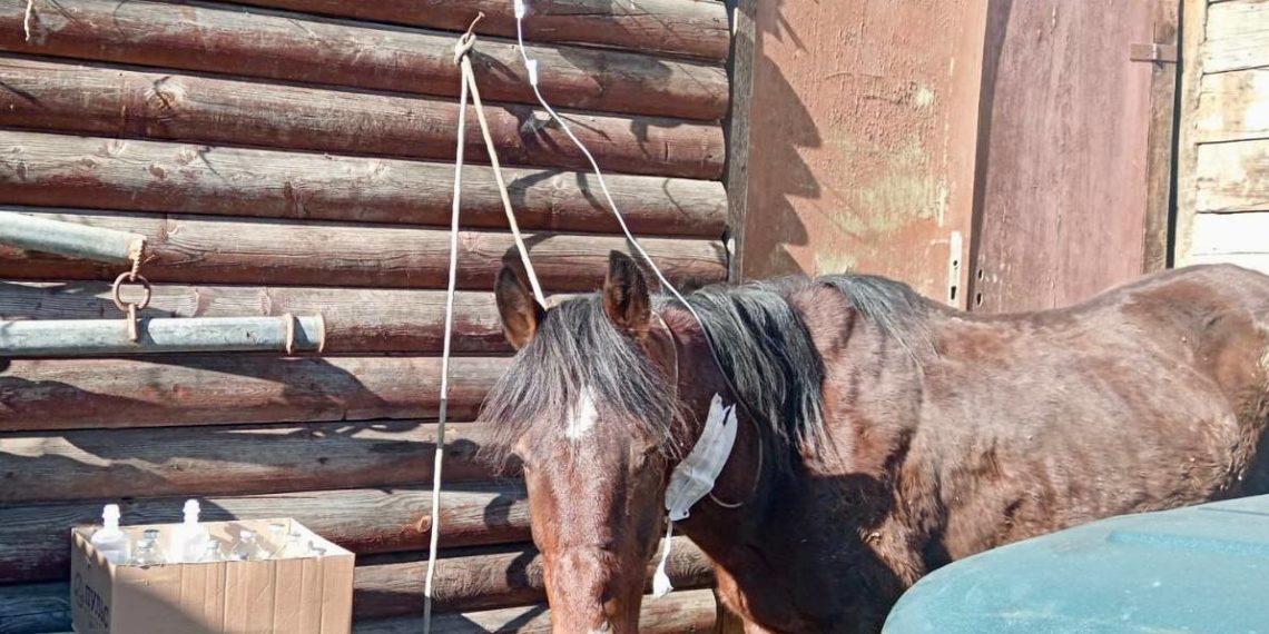 В Сочи хозяин истощенной лошади объяснил полиции причину ее состояния