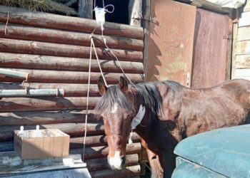 В Сочи хозяин истощенной лошади объяснил полиции причину ее состояния