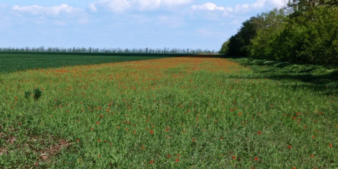 На Кубани нашли наркоплантацию из 518 тысяч кустов