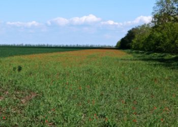 На Кубани нашли наркоплантацию из 518 тысяч кустов