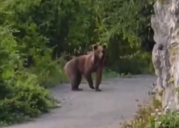 В Сочи по дороге к водопаду встретили медведя