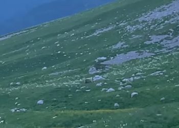 В Сочи заметили медведицу и медвежонка