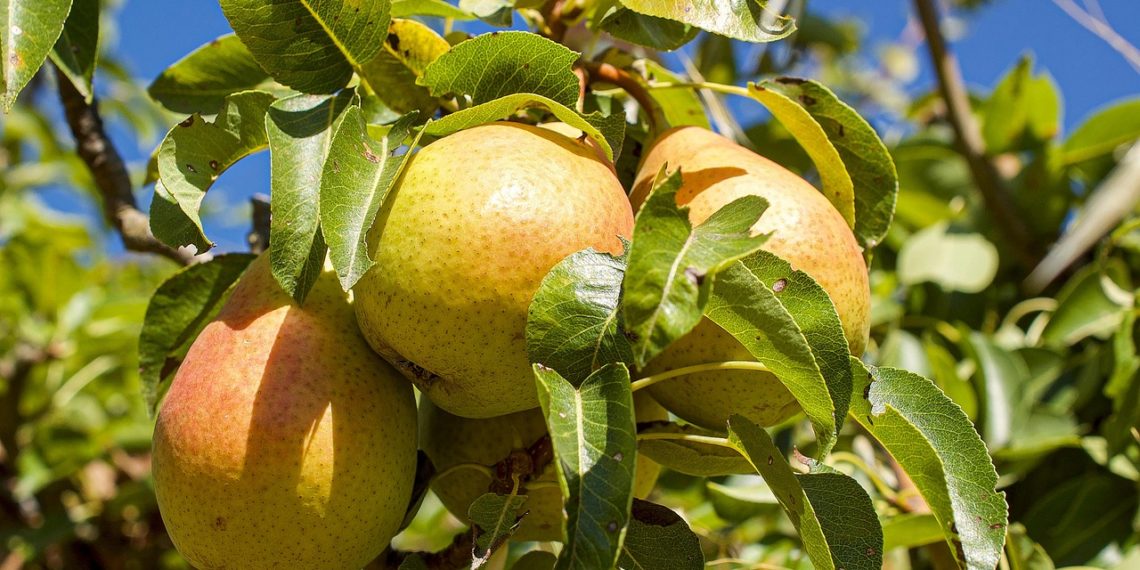 В Сочи обнаружили затерянный черкесский сад с деревьями, которые до сих пор плодоносят