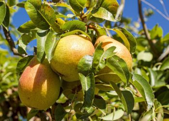 В Сочи обнаружили затерянный черкесский сад с деревьями, которые до сих пор плодоносят