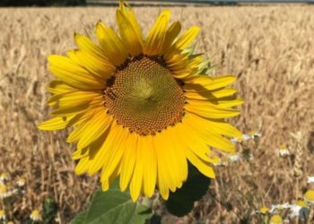 Метеорологи рассказали о погоде на выходные 26 и 27 июля в Краснодарском крае