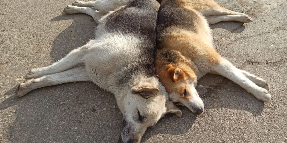 Краснодарцы жалуются на агрессивных бродячих собак