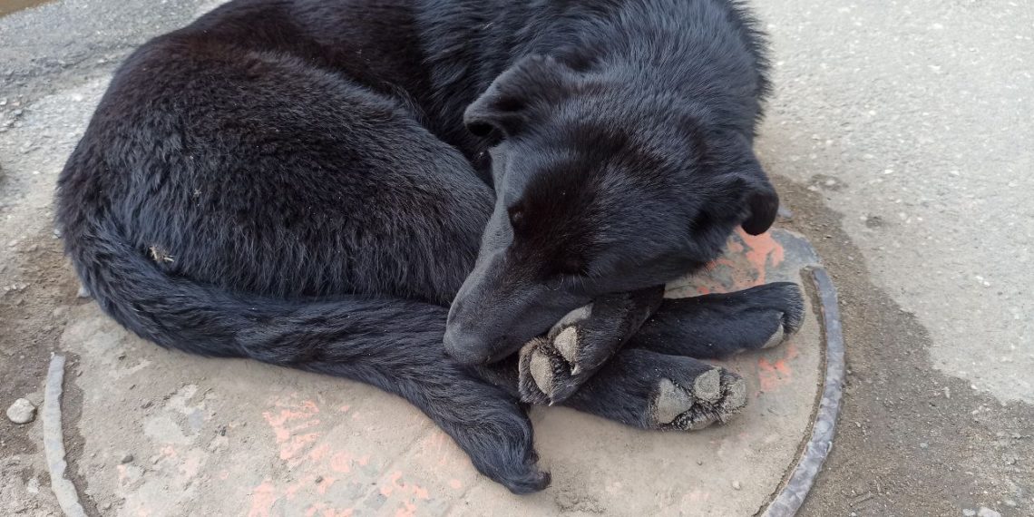 В Сочи неизвестные зверски расправились с собакой, оставив её тело у мусорки