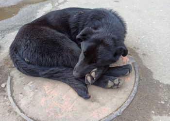 В Сочи собака напала на ребенка на детской площадке на глазах у родителей