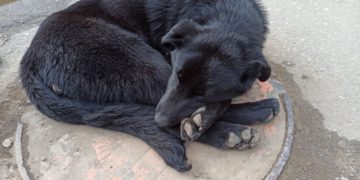 В Сочи собака напала на ребенка на детской площадке на глазах у родителей