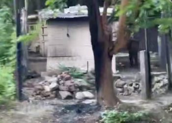 В центре Краснодара мужчина резал ножом собак