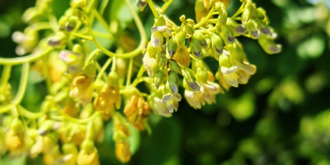 Редкое дерево с ценными свойствами можно увидеть в Сочи