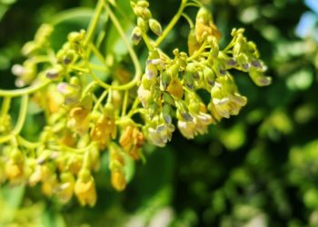 Редкое дерево с ценными свойствами можно увидеть в Сочи