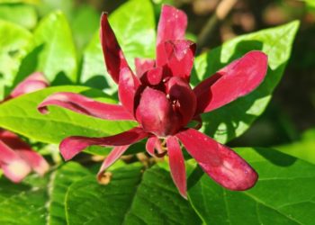 В Сочи зацвел необычный кустарник с ароматом вина